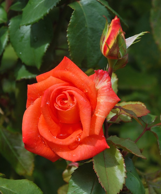 DSC_0805